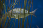 Fish Hiding in Grass