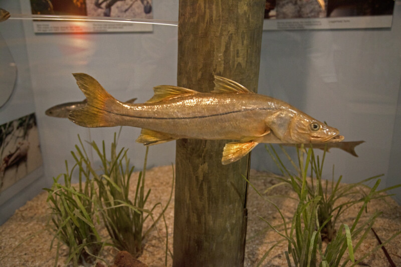Fish on Display at the Flamingo Visitor Center of Everglades National Park
