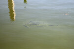 Fish Swimming at Biscayne National Park