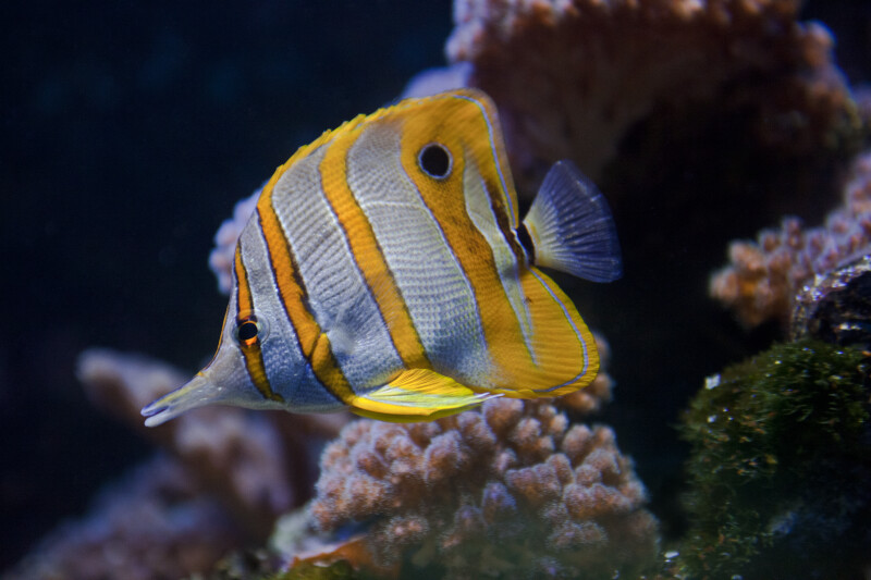 Fish with Yellow Stripes