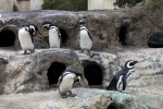 Five Penguins on Ledges