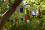 Flags Suspended Between Bamboo and Maple Trees