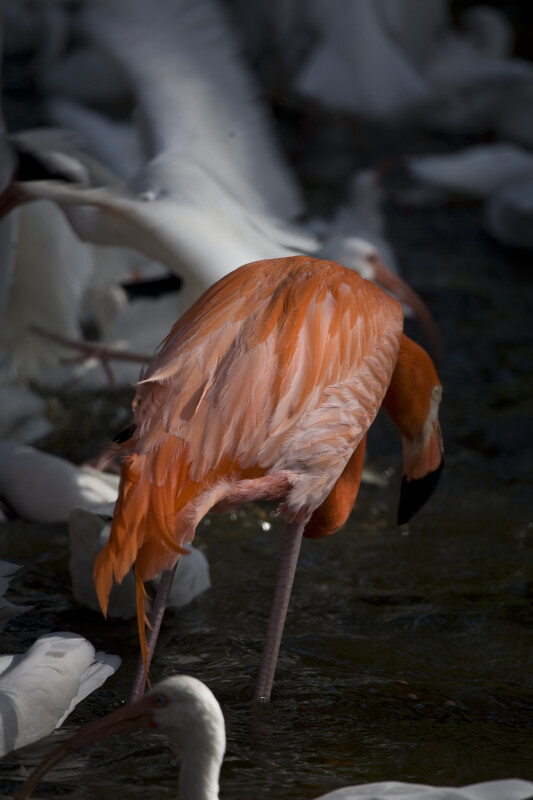 Flamingo and Ibises