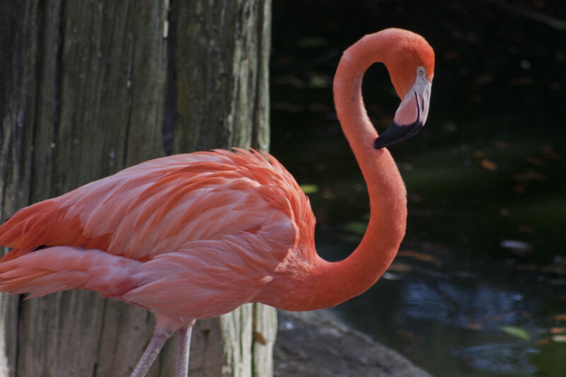 Flamingo by Water