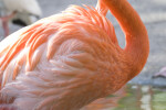 Flamingo Feathers