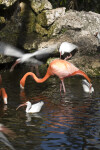 Flamingo Foraging