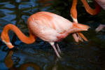 Flamingo Foraging