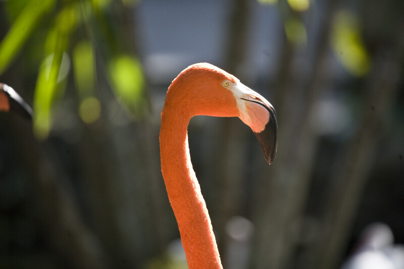 Flamingo Head and Neck