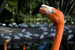 Flamingo Head Detail