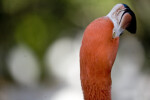 Flamingo Head from Rear