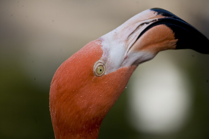 Flamingo Head from Side