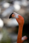 Flamingo Head Tilted Up
