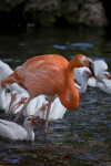Flamingo in Front of Ibises