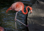 Flamingo in Water