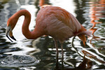 Flamingo Lifting Head