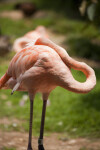 Flamingo Napping