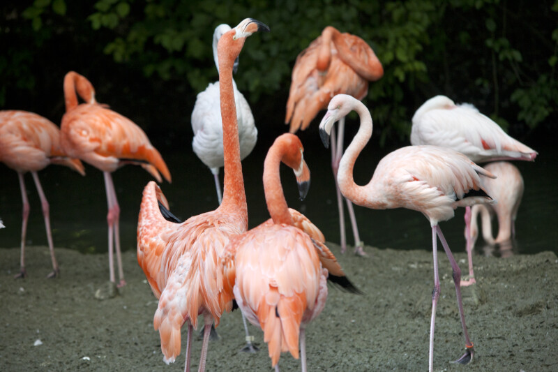 Flamingo Raising its Head