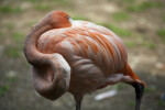 Flamingo Resting