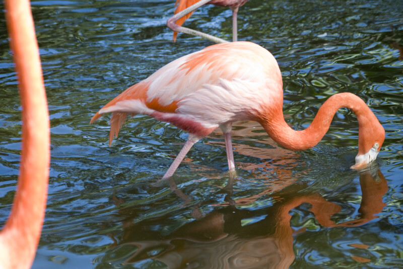 Flamingo Sifting