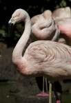 Flamingo Squinting