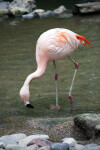 Flamingo Foraging