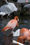 Flamingo Walking