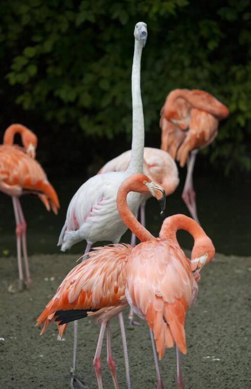 Flamingo with Long Neck