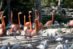 Flamingos and White Ibises