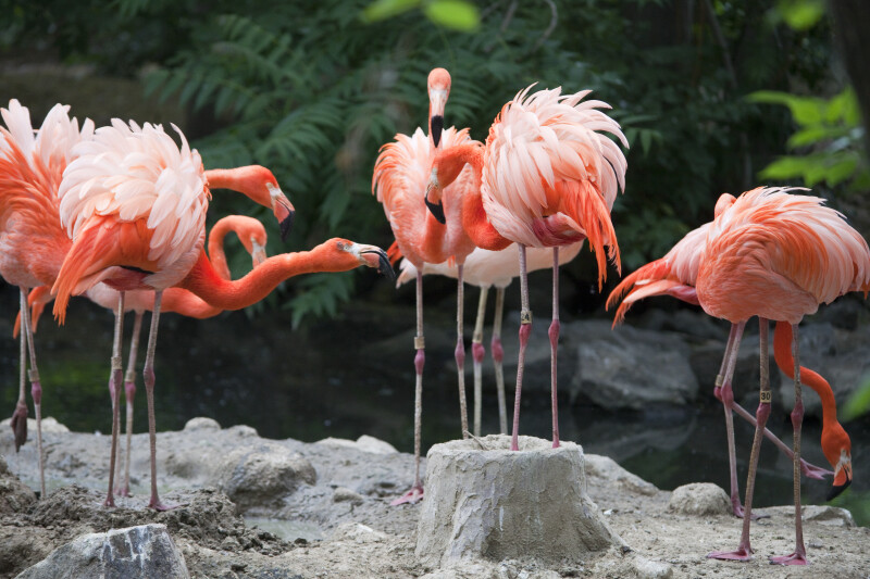 Flamingos at Denver Zoo