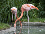 Flamingos Foraging