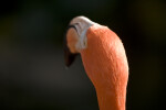 Flamingo's Head from Behind