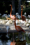 Flamingos in front of Ibises