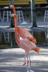 Flamingos in Sand