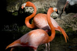 Flamingos in Water