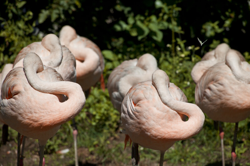 Flamingos Resting