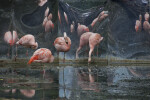 Flamingos Standing in Water at the Artis Royal Zoo