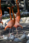 Flamingos Walking Among Ibises