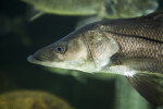 Flat-Headed Fish Close-Up