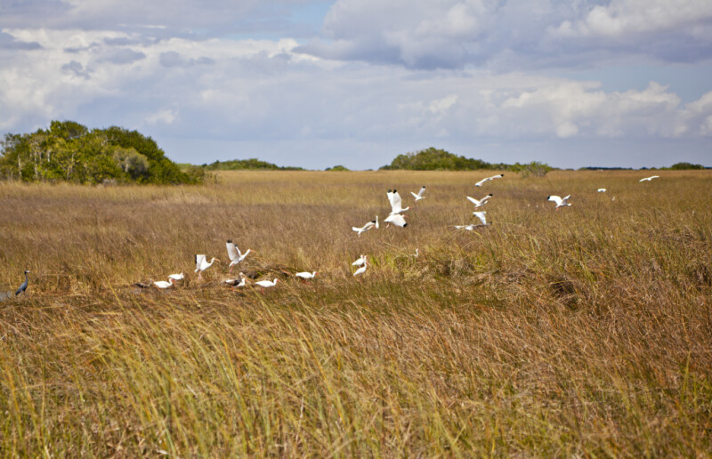 Flock of Birds Taking Flight in a Sawgrass Field