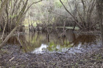 Flooded Area at Myakka River State Park