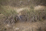 Flooded Area Containing Sawgrass