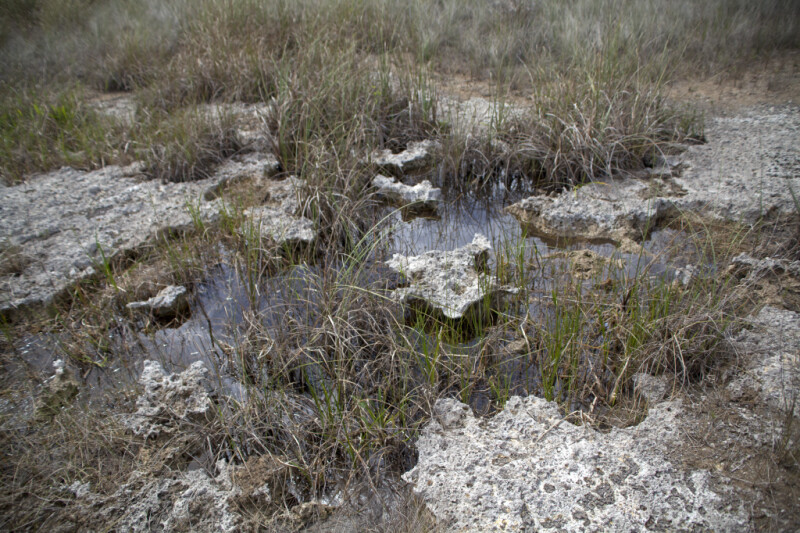 Flooded Grass Growing Amongst Rocks at Pa-hay-okee Overlook of Everglades National Park