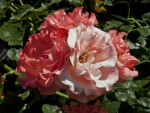 Floribunda 'Marmalade Skies' Rose Flowers at Capitol Park in Sacramento