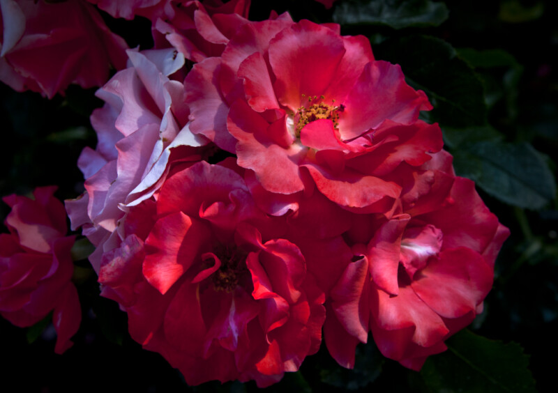 Floribunda 'Marmalade Skies' Rose Flowers with Ruffled Petals