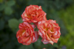 Floribunda Rose "Gingersnap"