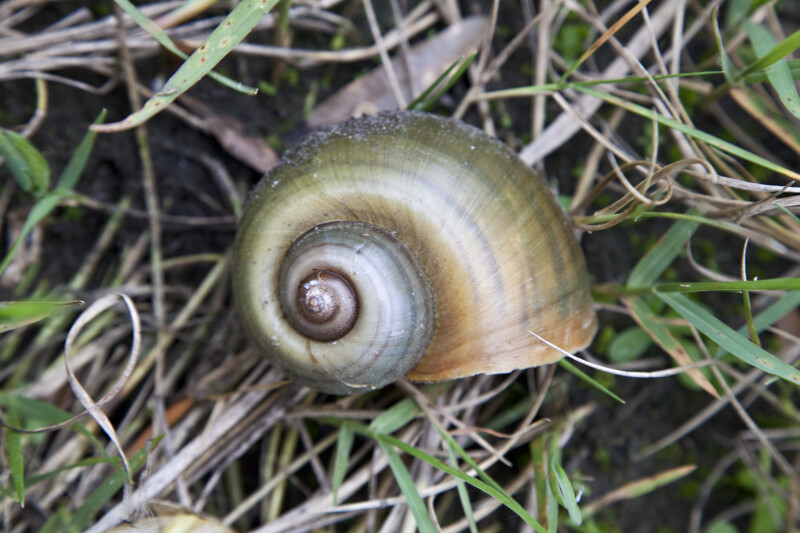 Florida Apple Snail Shell Amongst Grass at Colt Creek State Park