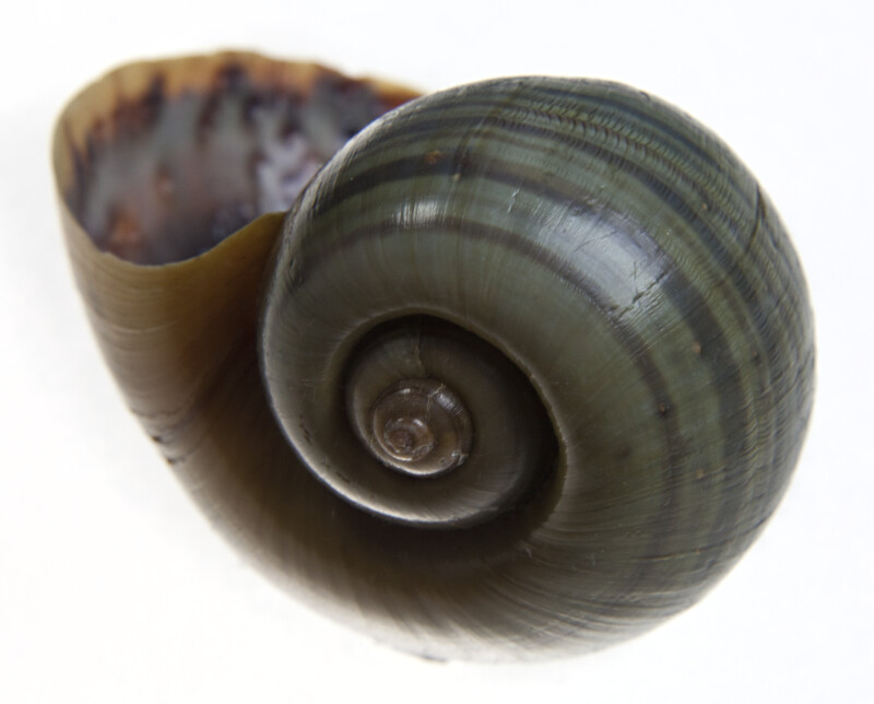 Florida Apple Snail Shell in Upright Direction