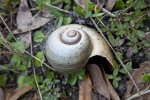 Florida Apple Snail Shell on the Ground Colt Creek State Park