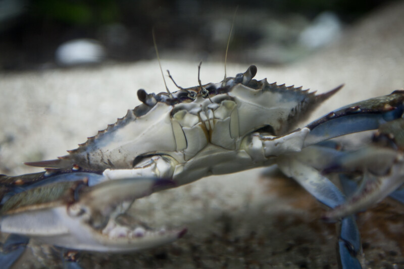 Florida Blue Crab Close-Up