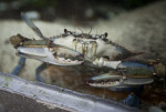 Florida Blue Crab in Glass Tank at The Florida Aquarium